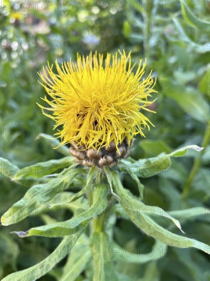 Giant knapweed, Centaurea macrocephala, perennial, perennials, yellow, yellow, flower, flowers, blooming, blooming, garden, golden-yellow, large perennial, flower, flowers, plant, plants, nature, solitary plant, composite plant, garden plant, exterior view