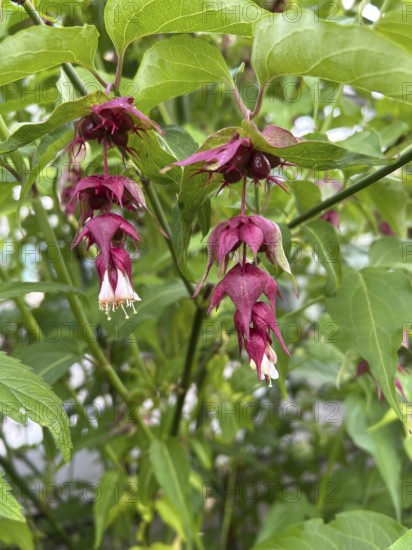 Leycesteria formosa, caramel berry, shrub, honeysuckle plant, red berries, fruit decoration, ornamental shrub, plant, plants, blossom, blossoming, flowering, fruit, decorative, Leycesteria, garden, exterior view