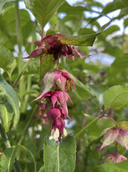 Leycesteria formosa, caramel berry, shrub, honeysuckle plant, red berries, fruit decoration, ornamental shrub, plant, plants, blossom, blossoming, flowering, fruit, decorative, Leycesteria, garden, exterior view