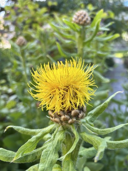 Giant knapweed, Centaurea macrocephala, perennial, perennials, yellow, yellow, blossom, blossoming, blossoming, garden, golden-yellow, large perennial, flower, flowers, plant, plants, nature, solitary plant, composite plant, garden plant, exterior view