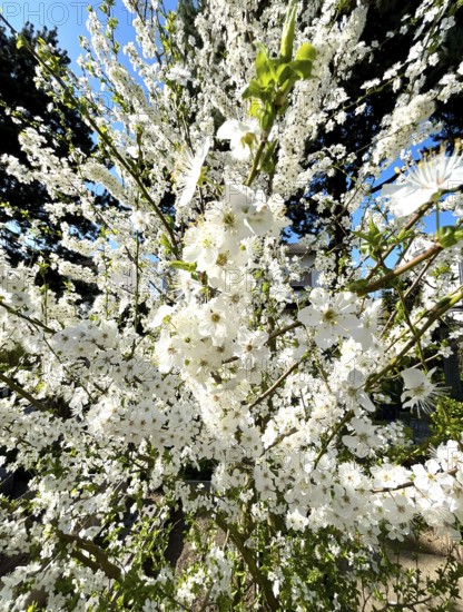Mirabelle plum blossom, blossom, blossoming, blossoming, plant, umbel-like, spring, fruit, white, pure white, fragrance, mirabelle, mirabelle plum, mirabelle tree, tree, nutrition, food, plum variety, fruit, nature
