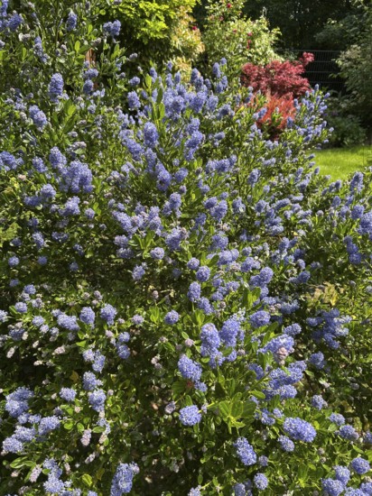 Ceanothus thyrsiflorus, Ceanothus impressus Victoria, flowers, blossom, blue flowers, blossoming, blue, shrub, plant, plants, garden, nature, flower panicles, bee plant, container plant, solitary plant, Ceanothus thyrsiflorus, ornamental plant, flowering plant, decorative