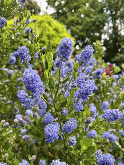Ceanothus thyrsiflorus, Ceanothus impressus Victoria, flowers, blossom, blue flowers, blossoming, blue, blue, shrub, plant, plants, garden, nature, flower panicles, bee plant, container plant, solitary plant, Ceanothus thyrsiflorus, ornamental plant, flowering plant, decorative
