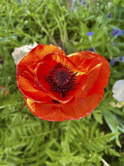 Poppy, poppy, poppy blossom, poppy flower, poppy plant, plant, plants, blossom, blossoms, blossoming, blossoming, garden, nature, outdoor view, red, red, buttercup-like, single blossom, single, close-up, close-up