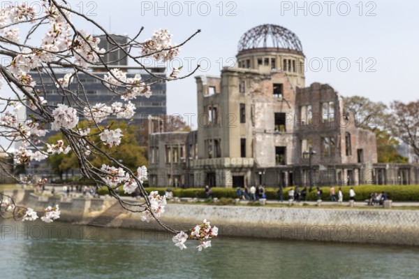 Blossoming cherry tree, Sakura, behind it the ruins of the Atomic Bomb Dome, landmark, UNESCO World Heritage Site, peace memorial and memorial to the victims of the atomic bombing of Hiroshima in the Peace Park on the Otagawa River, Naka Ward, Hiroshima, Japan