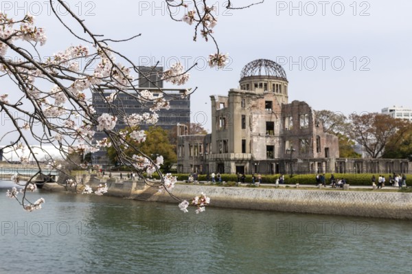 Blossoming cherry tree, Sakura, behind it the ruins of the Atomic Bomb Dome, landmark, UNESCO World Heritage Site, peace memorial and memorial to the victims of the atomic bombing of Hiroshima in the Peace Park on the Otagawa River, Naka Ward, Hiroshima, Japan