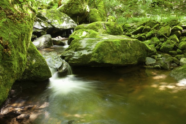 River flowing gently over rocks with moss-covered stones in a green forest setting, Stillensteinklamm Upper Austria Austria