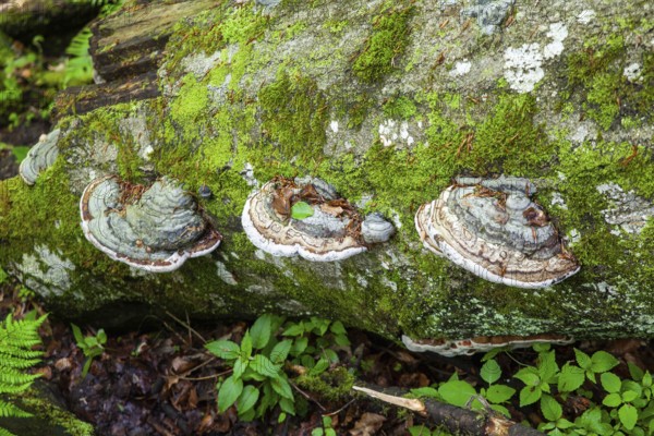 Tree trunk in the forest overgrown with moss and mushrooms, surrounded by green foliage, Stillensteinklamm Upper Austria Austria