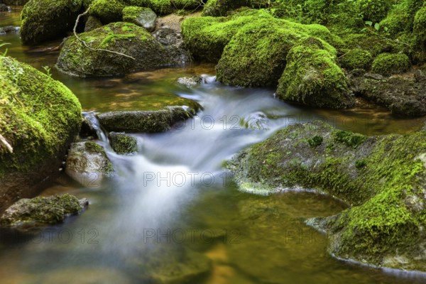 Forest scene with flowing water over mossy stones in natural surroundings, Stillensteinklamm Upper Austria Austria