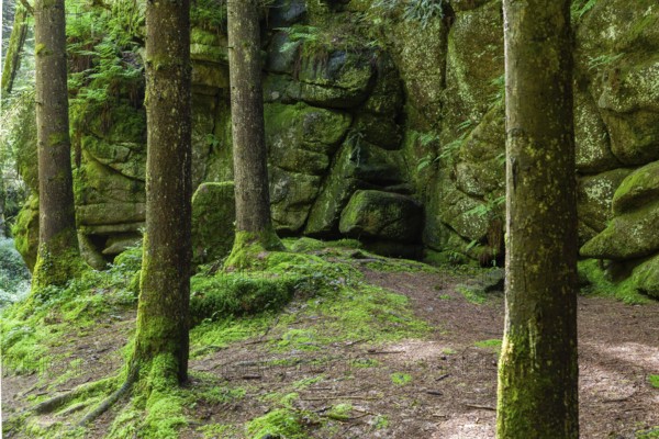 Forest area with rocks, moss-covered trees and dense vegetation, Stillensteinklamm Upper Austria Austria