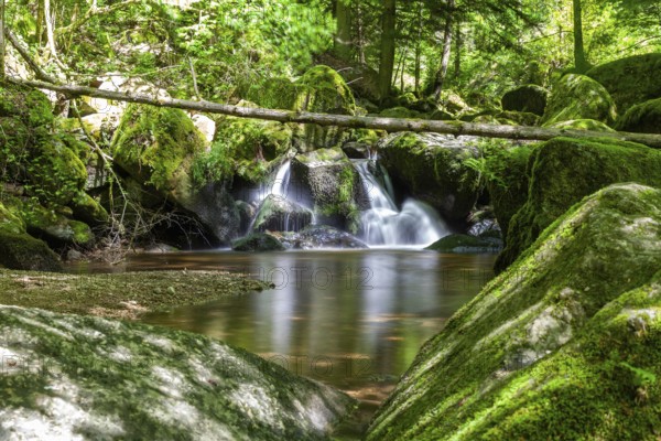 Forest scene with small waterfall, moss-covered stones and trees, Stillensteinklamm Upper Austria Austria