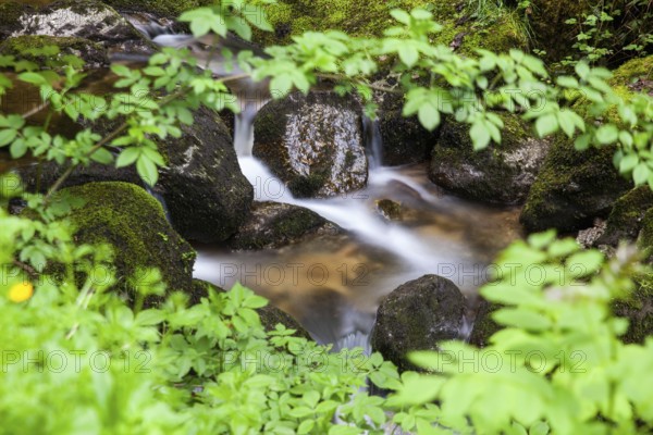 Small stream in the forest, surrounded by moss-covered stones and plants, Stillensteinklamm Upper Austria Austria