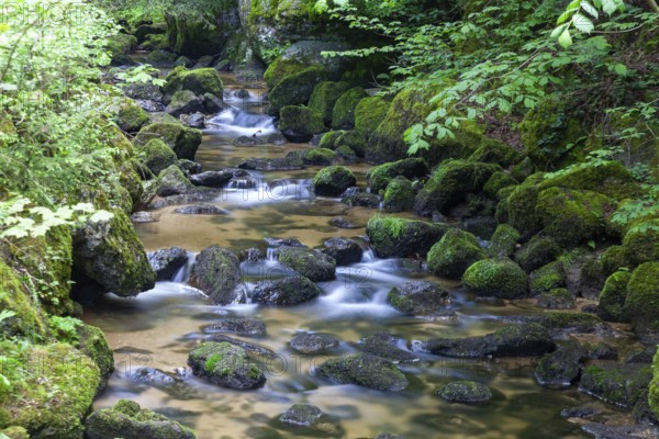 Flowing stream between moss-covered stones in green surroundings, Stillensteinklamm Upper Austria Austria