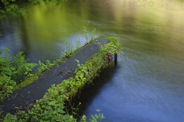 A footbridge juts into the calm water, surrounded by green plants and reflections, Stillensteinklamm Upper Austria Austria