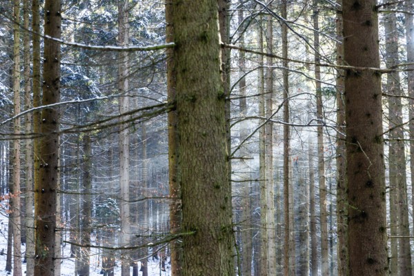 Snow-covered forest with sunbeams between the tree trunks, Kamptal Waldviertel Austria