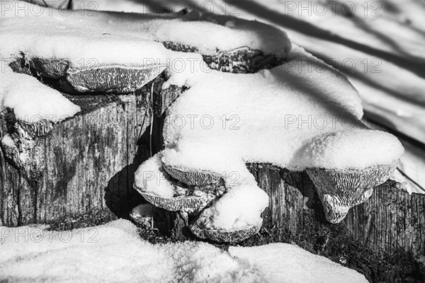 Tree stumps covered with snow, mushroom shapes and winter atmosphere, Kamptal Waldviertel Austria