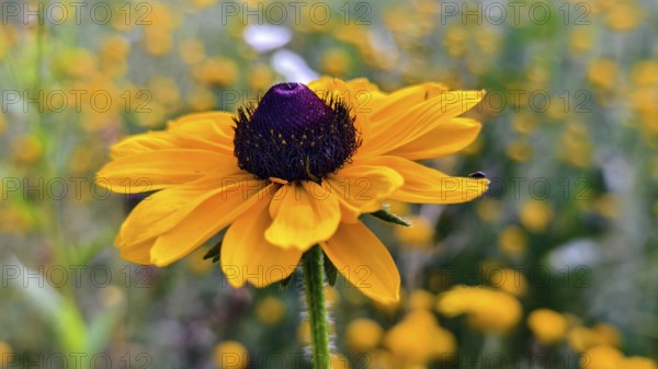 Close-up of a yellow coneflower with a blue centre against a blurred background, Lower Austria Austria