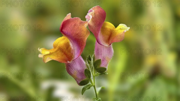 Two colourful snapdragon flowers in close-up in front of a blurred background, Lower Austria Austria