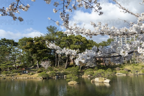 Shukkei-en with blossoming cherry trees, sakura, and Takuei-chi pond in spring, historic Japanese strolling garden, Japanese garden, green area, tourist attraction, sight, Naka-ku, Hiroshima, Japan