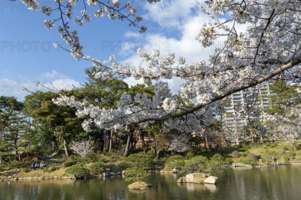 Shukkei-en with blossoming cherry trees, sakura, and Takuei-chi pond in spring, historic Japanese strolling garden, Japanese garden, green area, tourist attraction, sight, Naka-ku, Hiroshima, Japan