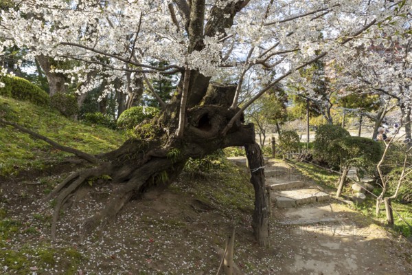 Shukkei-en with blossoming cherry trees along the path, sakura in spring, historical Japanese strolling garden, Japanese garden, green area, tourist attraction, sight, Naka-ku, Hiroshima, Japan