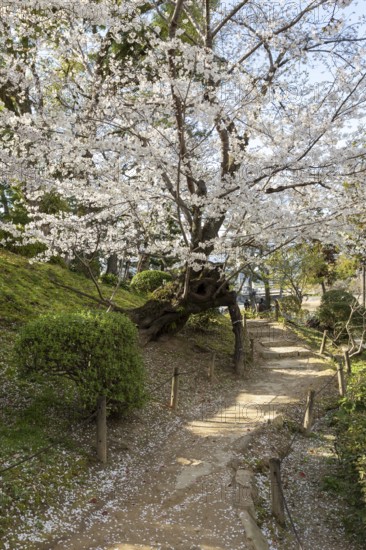 Shukkei-en with blossoming cherry trees along the path, sakura in spring, historical Japanese strolling garden, Japanese garden, green area, tourist attraction, sight, Naka-ku, Hiroshima, Japan