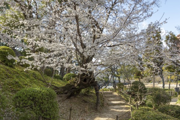 Shukkei-en with blossoming cherry trees along the path, sakura in spring, historical Japanese strolling garden, Japanese garden, green area, tourist attraction, sight, Naka-ku, Hiroshima, Japan