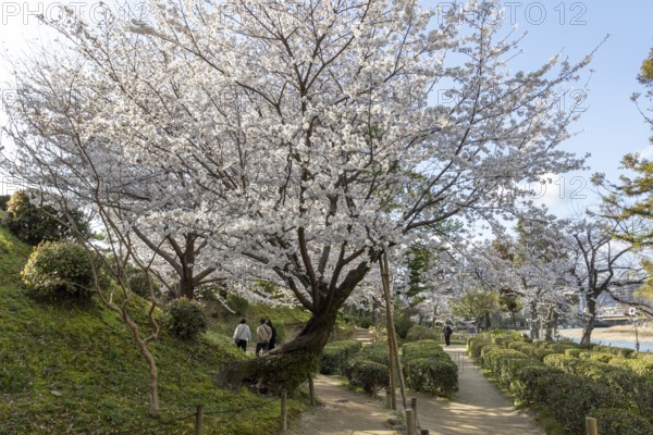 Shukkei-en with blossoming cherry trees along the path, sakura in spring, historical Japanese strolling garden, Japanese garden, green area, tourist attraction, sight, Naka-ku, Hiroshima, Japan