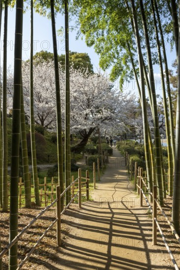 Shukkei-en with blossoming cherry trees, Sakura, and path through a bamboo grove in spring, historical Japanese strolling garden, Japanese garden, green area, tourist attraction, sight, Naka-ku, Hiroshima, Japan