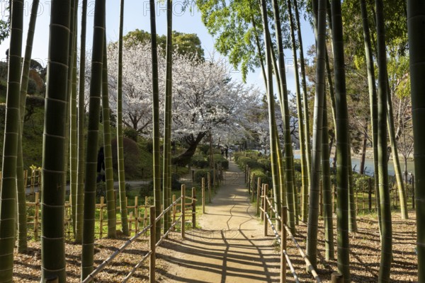 Shukkei-en with blossoming cherry trees, Sakura, and path through a bamboo grove in spring, historical Japanese strolling garden, Japanese garden, green area, tourist attraction, sight, Naka-ku, Hiroshima, Japan