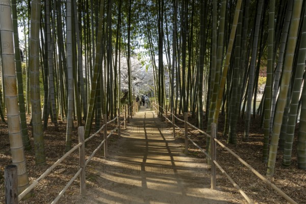 Shukkei-en with blossoming cherry trees, Sakura, and path through a bamboo grove in spring, historical Japanese strolling garden, Japanese garden, green area, tourist attraction, sight, Naka-ku, Hiroshima, Japan