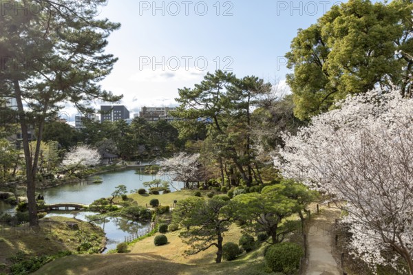 View over the Shukkei-en with blossoming cherry trees, Sakura, and Takuei-chi pond in spring, historical Japanese strolling garden, Japanese garden, green area, tourist attraction, sight, Naka-ku, Hiroshima, Japan