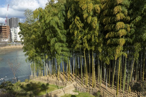 Shukkei-en with path through a bamboo grove in spring, historical Japanese strolling garden, Japanese garden, green area, tourist attraction, sight, Naka-ku, Hiroshima, Japan