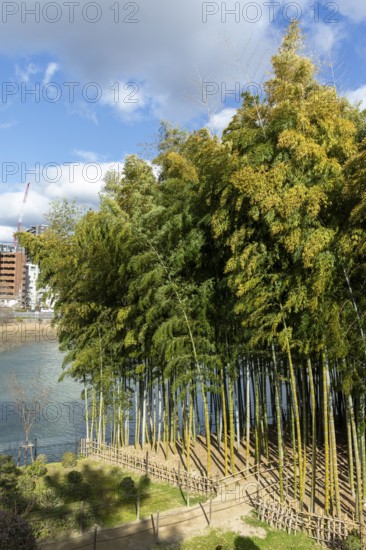 Shukkei-en with path through a bamboo grove in spring, historical Japanese strolling garden, Japanese garden, green area, tourist attraction, sight, Naka-ku, Hiroshima, Japan