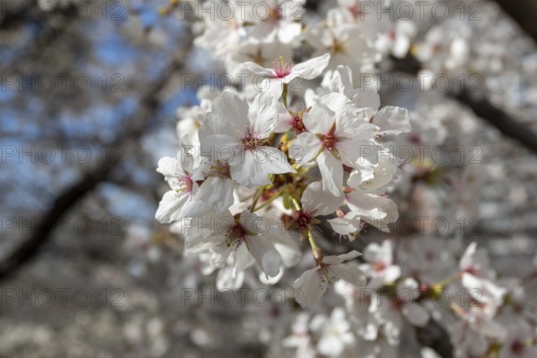 Close-up, blossoming cherry trees, sakura, spring in Shukkei-en, historical Japanese strolling garden, Japanese garden, green area, tourist attraction, sight, Naka-ku, Hiroshima, Japan