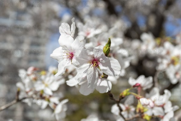 Close-up, blossoming cherry trees, sakura, spring in Shukkei-en, historical Japanese strolling garden, Japanese garden, green area, tourist attraction, sight, Naka-ku, Hiroshima, Japan