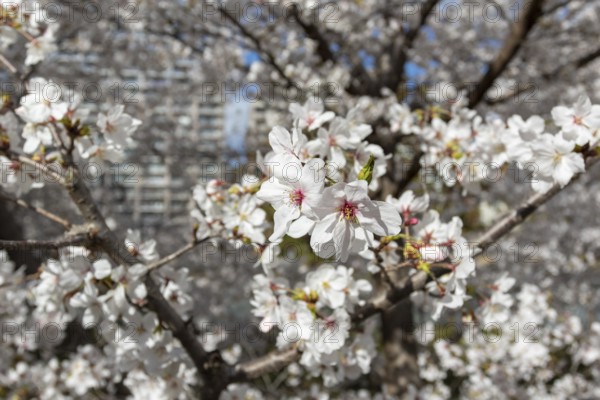 Close-up, blossoming cherry trees, sakura, spring in Shukkei-en, historical Japanese strolling garden, Japanese garden, green area, tourist attraction, sight, Naka-ku, Hiroshima, Japan