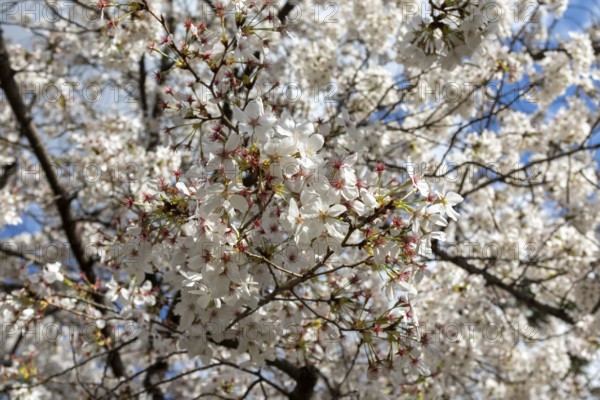 Blossoming cherry trees, sakura, spring in Shukkei-en, historical Japanese strolling garden, Japanese garden, green area, tourist attraction, sight, Naka-ku, Hiroshima, Japan