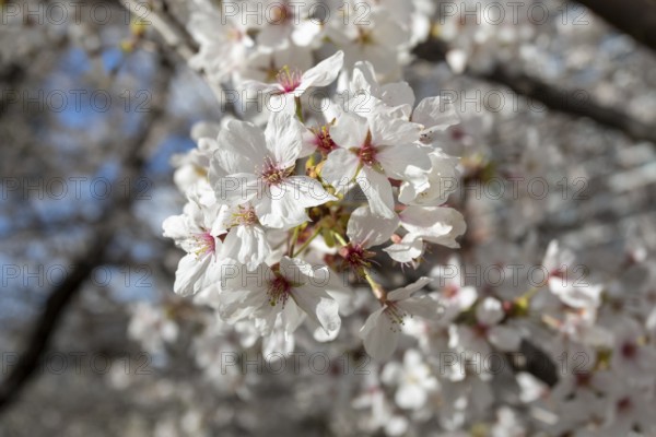 Close-up, blossoming cherry trees, sakura, spring in Shukkei-en, historical Japanese strolling garden, Japanese garden, green area, tourist attraction, sight, Naka-ku, Hiroshima, Japan