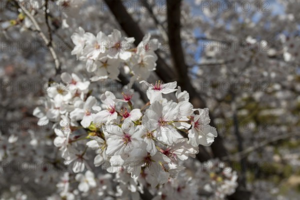 Close-up, blossoming cherry trees, sakura, spring in Shukkei-en, historical Japanese strolling garden, Japanese garden, green area, tourist attraction, sight, Naka-ku, Hiroshima, Japan