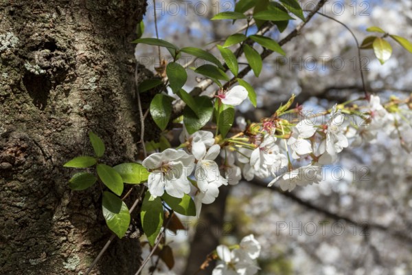 Close-up, blossoming cherry trees, sakura, spring in Shukkei-en, historical Japanese strolling garden, Japanese garden, green area, tourist attraction, sight, Naka-ku, Hiroshima, Japan