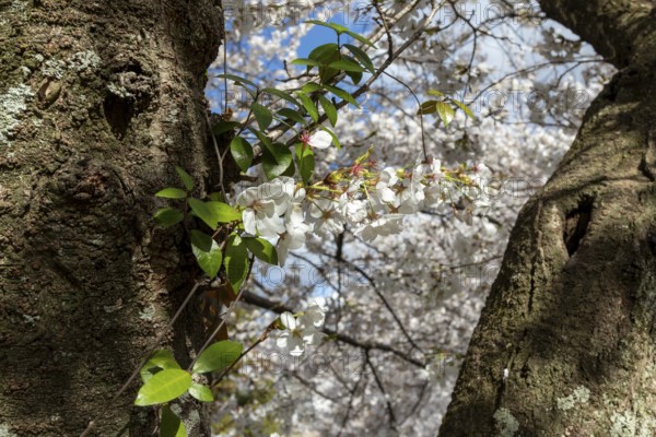 Close-up, blossoming cherry trees, sakura, spring in Shukkei-en, historical Japanese strolling garden, Japanese garden, green area, tourist attraction, sight, Naka-ku, Hiroshima, Japan