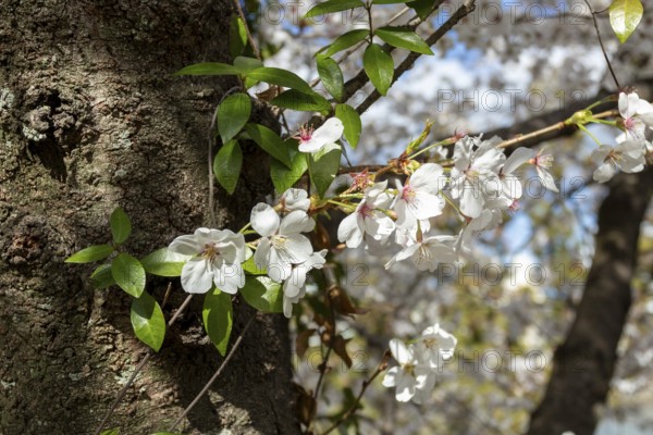 Close-up, blossoming cherry trees, sakura, spring in Shukkei-en, historical Japanese strolling garden, Japanese garden, green area, tourist attraction, sight, Naka-ku, Hiroshima, Japan