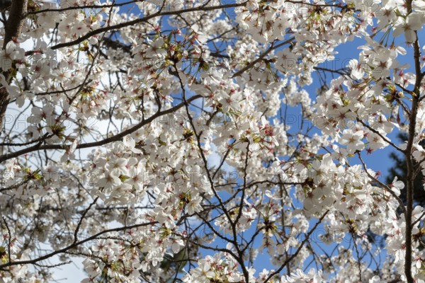 Blossoming cherry trees, sakura, spring in Shukkei-en, historical Japanese strolling garden, Japanese garden, green area, tourist attraction, sight, Naka-ku, Hiroshima, Japan