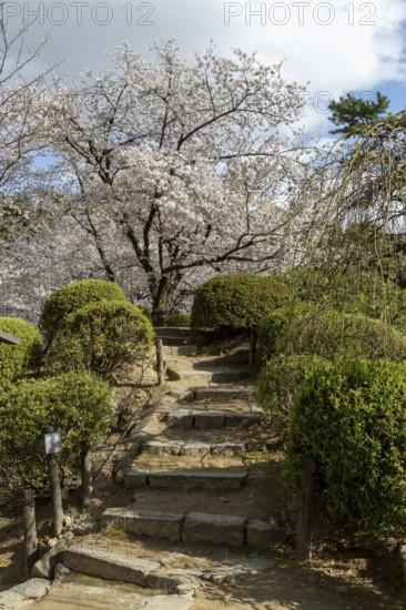 Blossoming cherry trees, sakura, spring in Shukkei-en, historical Japanese strolling garden, Japanese garden, green area, tourist attraction, sight, Naka-ku, Hiroshima, Japan