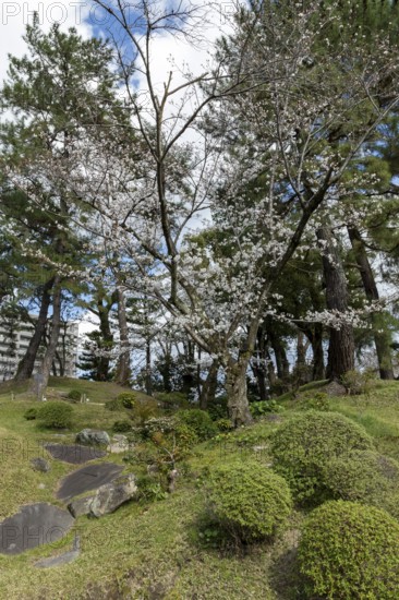Green plants and blossoming cherry trees, sakura, spring in Shukkei-en, historical Japanese strolling garden, Japanese garden, green area, tourist attraction, sight, Naka-ku, Hiroshima, Japan