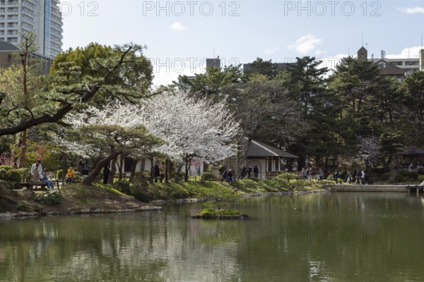 Shukkei-en with blossoming cherry trees, Sakura, Seifukan teahouse and Takuei-chi pond in spring, historical Japanese strolling garden, Japanese garden, green area, tourist attraction, sight, Naka-ku, Hiroshima, Japan