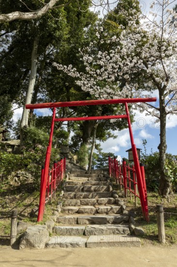 Torii at Mount Kifuku in Shukkei-en with blossoming cherry trees, sakura, and Takuei-chi pond in spring, historical Japanese strolling garden, Japanese garden, green area, tourist attraction, sight, Naka-ku, Hiroshima, Japan