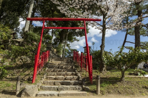 Torii at Mount Kifuku in Shukkei-en with blossoming cherry trees, sakura, and Takuei-chi pond in spring, historical Japanese strolling garden, Japanese garden, green area, tourist attraction, sight, Naka-ku, Hiroshima, Japan