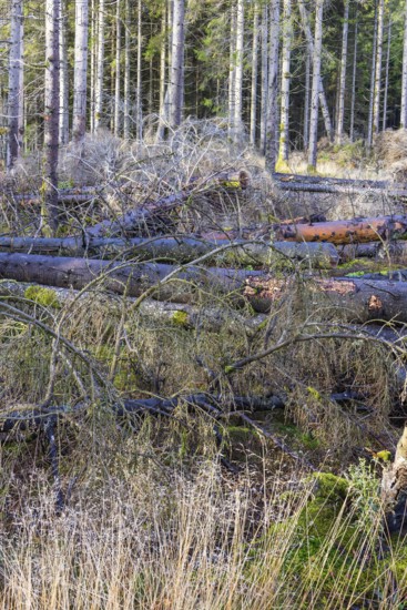 Fallen trees on a clear cut at the edge of the spruce forest